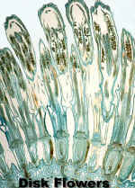 ErigeronHIMagMicroDiskLab.jpg (82594 bytes)