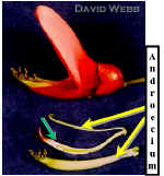 ErythrinumSideDissectedView240Lab.jpg (78645 bytes)