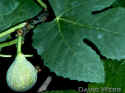 FicusFruit.jpg (38825 bytes)