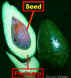 FruAvacado300Lab.jpg (89723 bytes)
