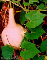 GourdHawaiian.jpg (59626 bytes)