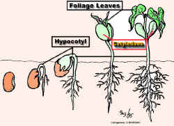 LegGermSdlingBIODMod.jpg (109043 bytes)