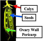 LegumeFruitDiag240Lab.jpg (54064 bytes)