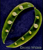 LegumeSplit-240.jpg (53632 bytes)