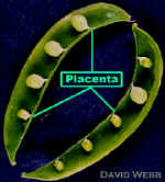 LegumeSplitPlacentaLab240.jpg (57626 bytes)