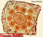 LeucaenaFlrXSVascBundLab.jpg (111788 bytes)