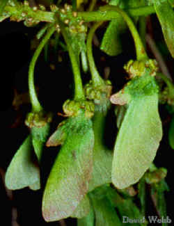 MalpigSamaraVVClose12CropCrop.jpg (110477 bytes)