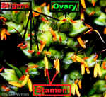 MonoMystCloseCropLab.jpg (89198 bytes)