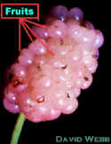 MulberryFruLab.jpg (70586 bytes)