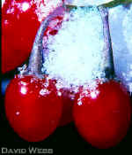 NightshadeFruits240.jpg (58031 bytes)