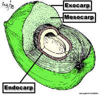 PALMFruitBIODIDACRGB300Lab.jpg (118020 bytes)