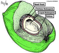 PALMFruitBIODIDACRGB400Lab.jpg (126750 bytes)