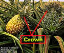 PINEAPPLESTJOHNCrownLab.jpg (232225 bytes)