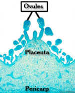 PapayaFruMicroCropLab.jpg (61083 bytes)