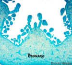 PapayaFruMicroPartLab.jpg (91936 bytes)