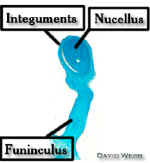 PapayaOvuleLab.jpg (27701 bytes)