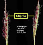 PiliFlrsCropLab.jpg (81672 bytes)