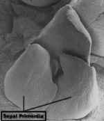 PineappleSePrimSEMLab.jpg (55325 bytes)