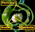 PlacentaCentralVeryCloseLab.jpg (62208 bytes)