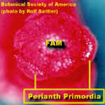 PotomogetonperianthIniLab.jpg (50846 bytes)