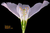 PrunusLSMacroPerigynous.jpg (56344 bytes)