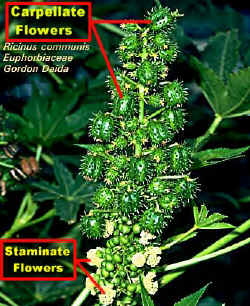 RicinisCommunisInflorLab.jpg (170556 bytes)