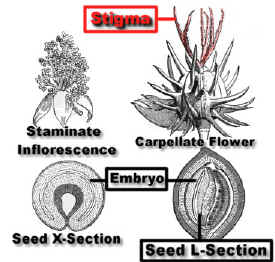 RicinisFlrFruSeedModLab.jpg (72291 bytes)
