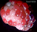 RubusFru.jpg (42908 bytes)