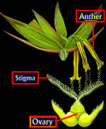 RyeFlowerLabAnSO.jpg (89473 bytes)