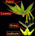 RyeFlowerLabPLOv.jpg (108875 bytes)