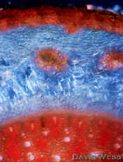 IeIeRootPol.jpg (122883 bytes)