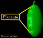 SimpleCarpel3DPlacentaLab.jpg (29799 bytes)
