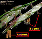 SorghumFlrsLab.jpg (103413 bytes)