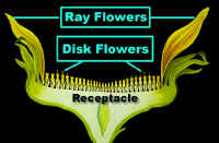 SunflrReceptacleLab.jpg (111912 bytes)