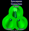 SynCarp-3Lab3D.gif (30632 bytes)