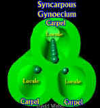 SynCarp-3LabLocule3D.jpg (68965 bytes)