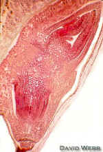 WheatEmb.jpg (121352 bytes)