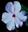 Impatiens300.jpg (20109 bytes)