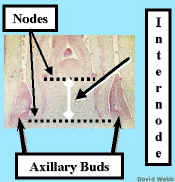 BranchSAM240NodeInodeLab.jpg (90535 bytes)