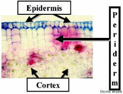 CordEarlyPeri240Lab.jpg (37179 bytes)