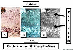 CordPeriOldModNegGrayLab.jpg (195677 bytes)