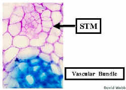 EmbryonicBundle240Lab.jpg (41219 bytes)