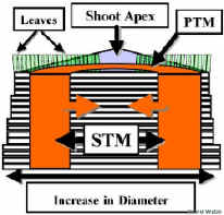 STMColorModel.jpg (45310 bytes)