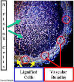 LegNodDkFieldLab.jpg (109029 bytes)