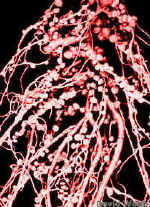 LegRotNod240.jpg (52198 bytes)