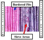 PinusSecXylPhloemLS-400Lab.jpg (48080 bytes)