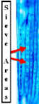 PinusSieveCellsLongLab.jpg (38669 bytes)