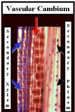 PinusXylVCPhloemLongLab.jpg (41367 bytes)
