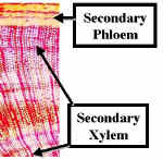 PodoSecXyloLab.jpg (37626 bytes)