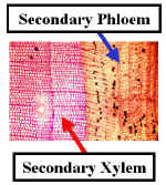 SecPhlmPinusLab-300.jpg (54406 bytes)